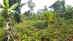 2 Acres for Sale Good for Farming and Fish Farming