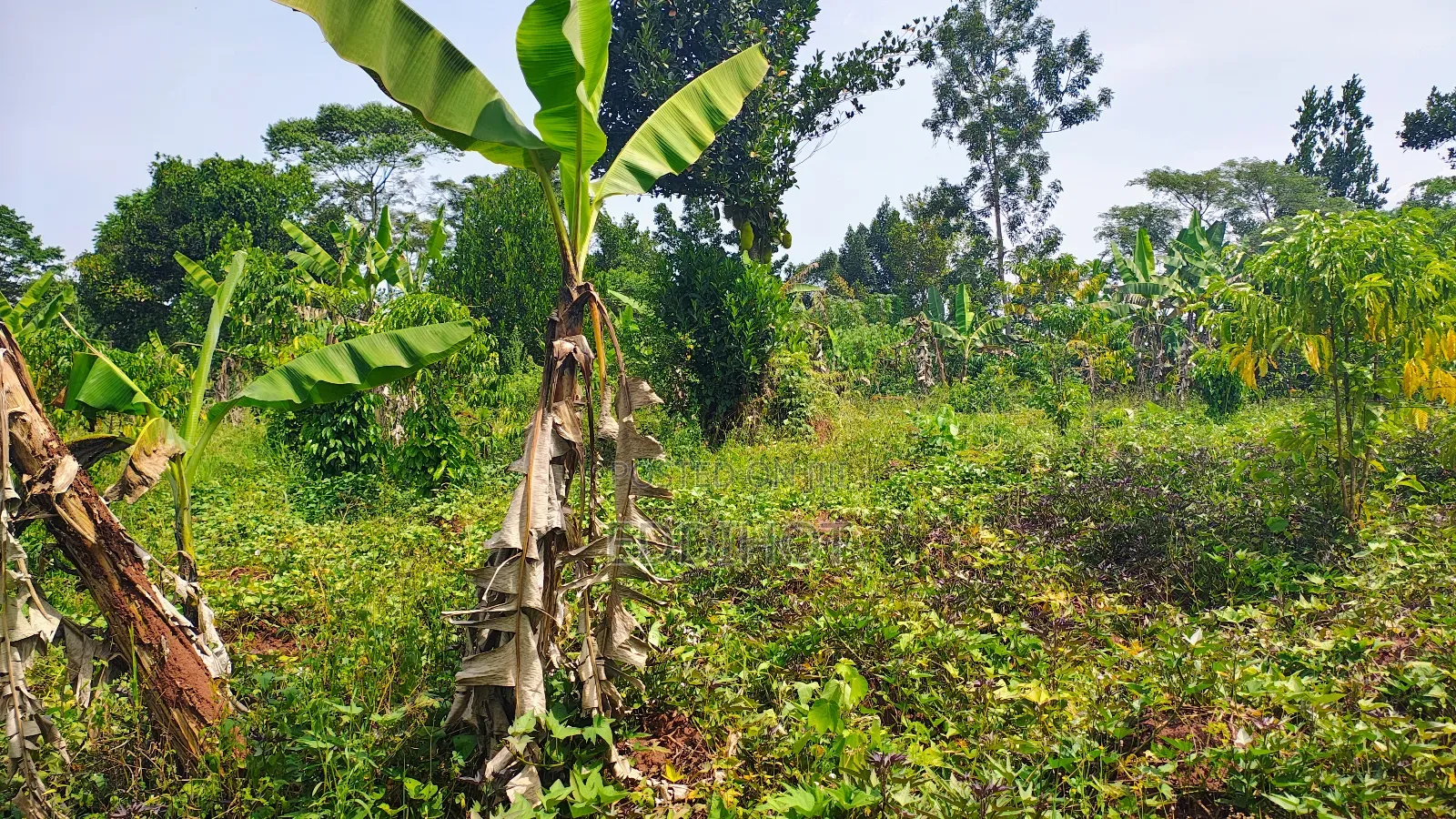 2 Acres for Sale Good for Farming and Fish Farming