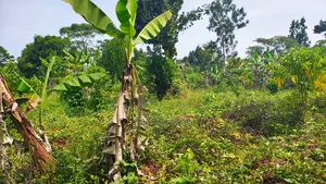 2 Acres for Sale Good for Farming and Fish Farming