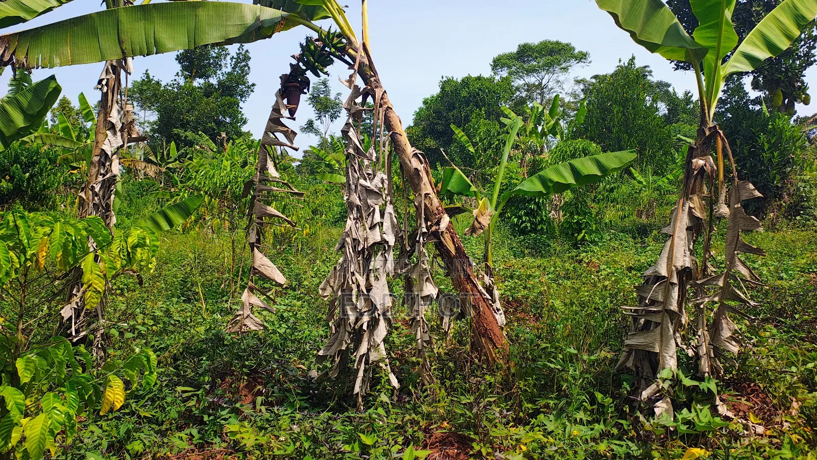 2 Acres for Sale Good for Farming and Fish Farming