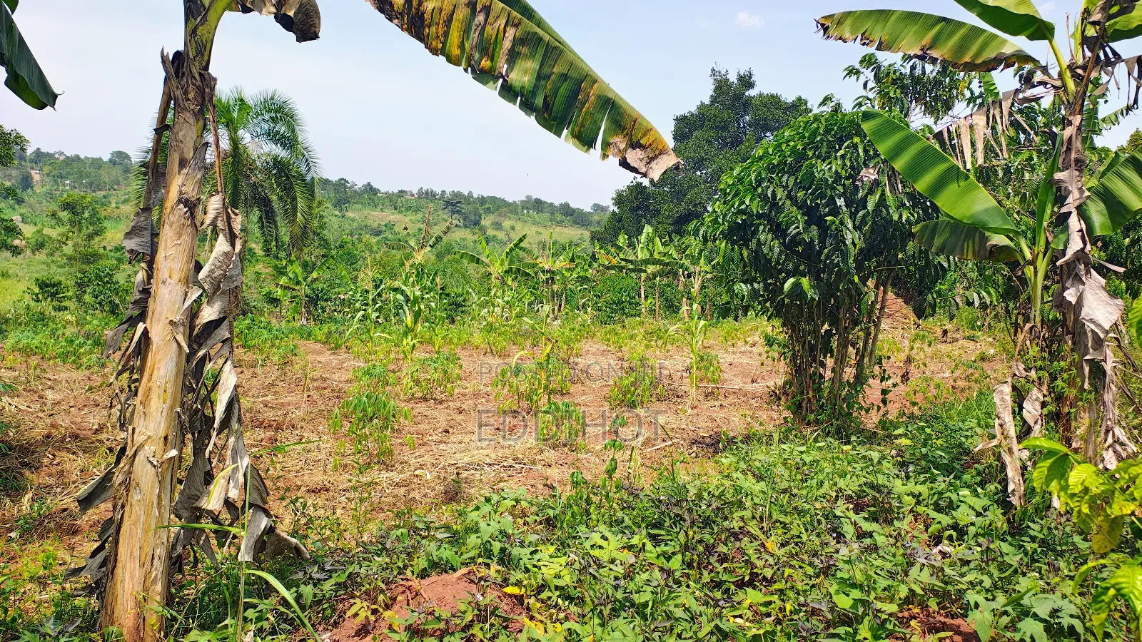 2 Acres for Sale Good for Farming and Fish Farming