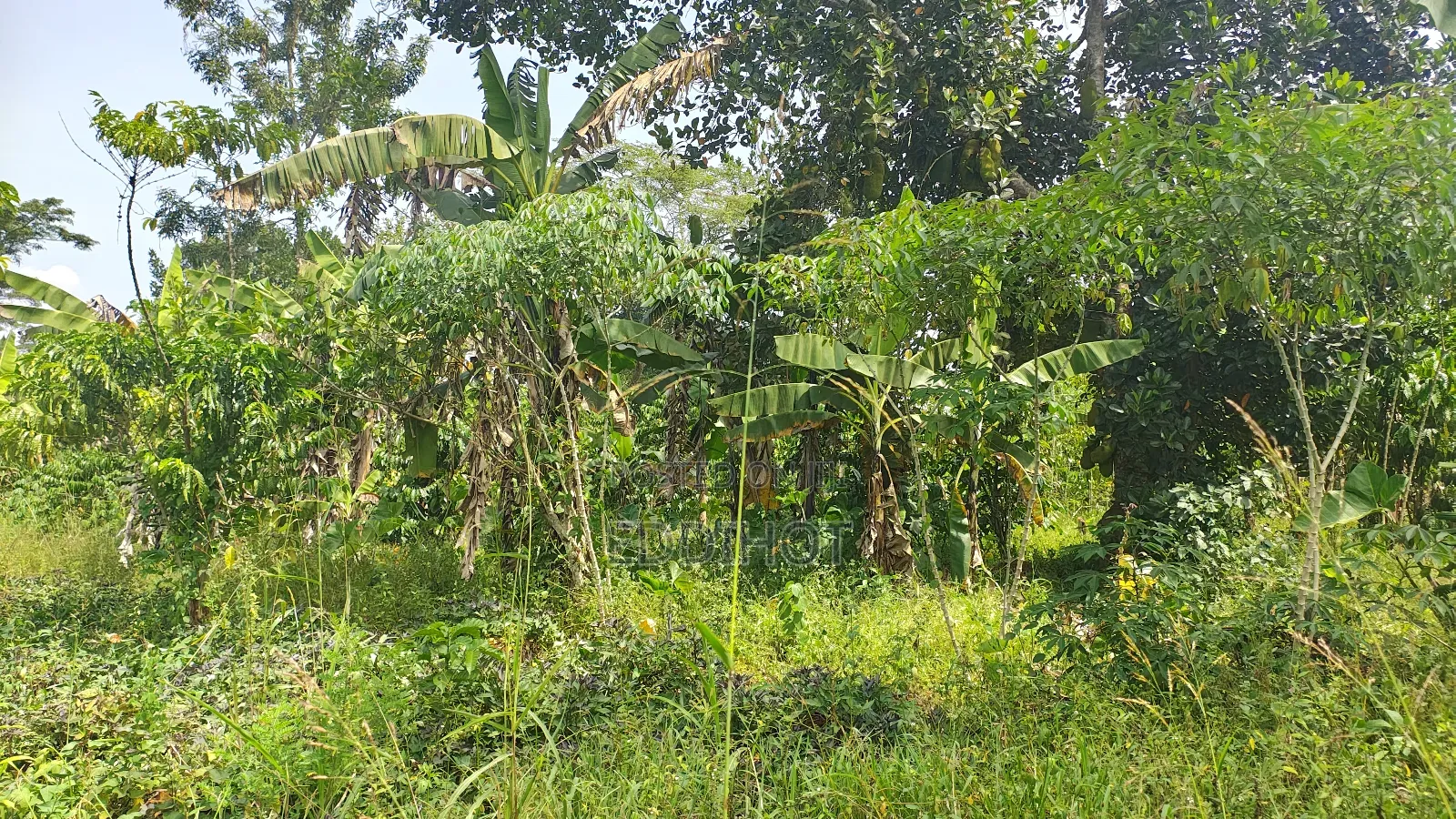2 Acres for Sale Good for Farming and Fish Farming