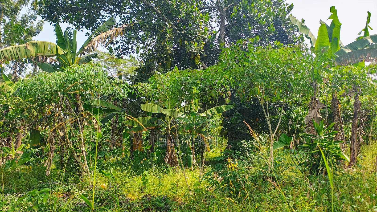 2 Acres for Sale Good for Farming and Fish Farming