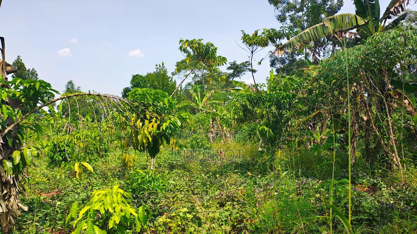 2 Acres for Sale Good for Farming and Fish Farming
