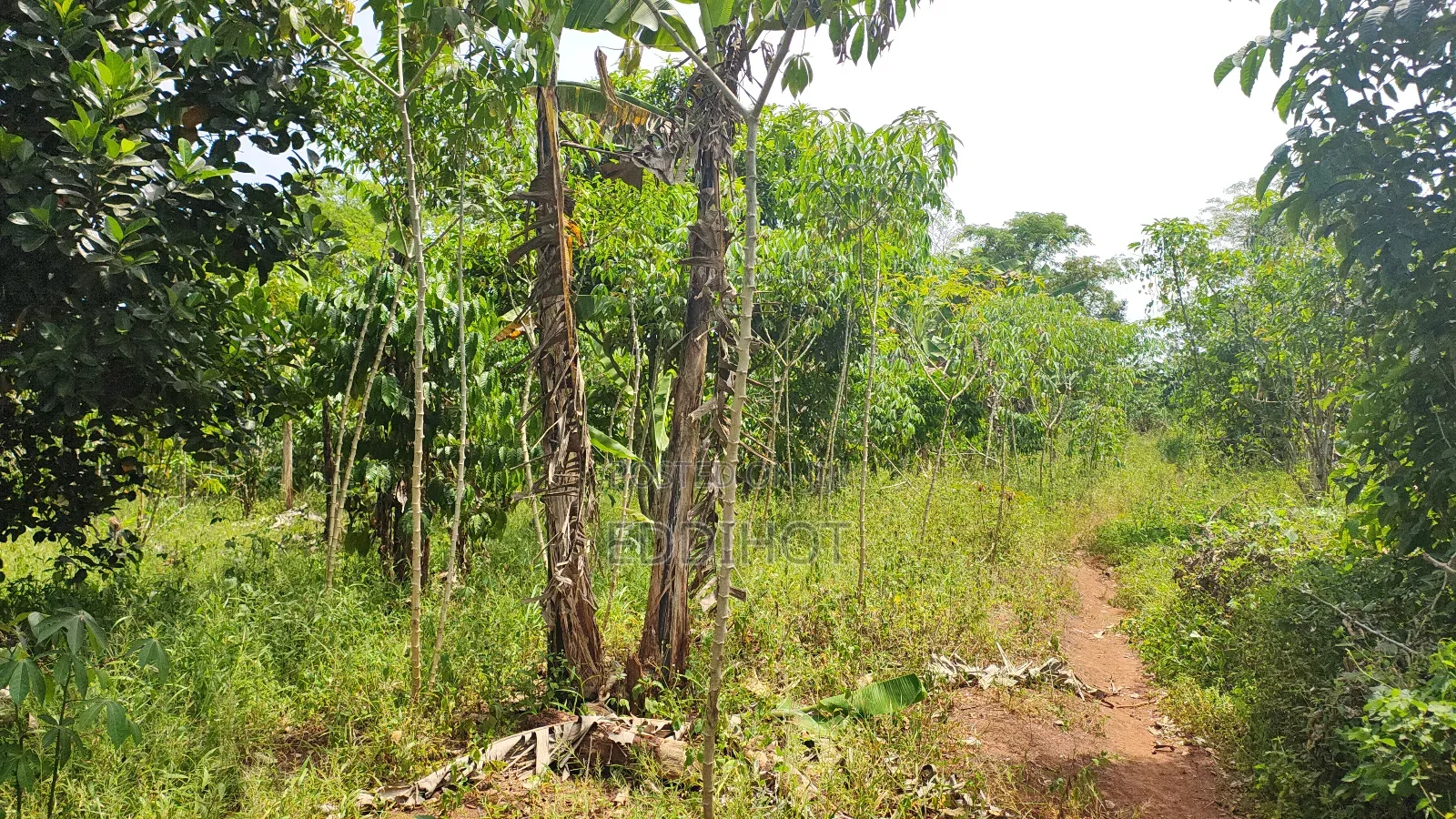 2 Acres for Sale Good for Farming and Fish Farming