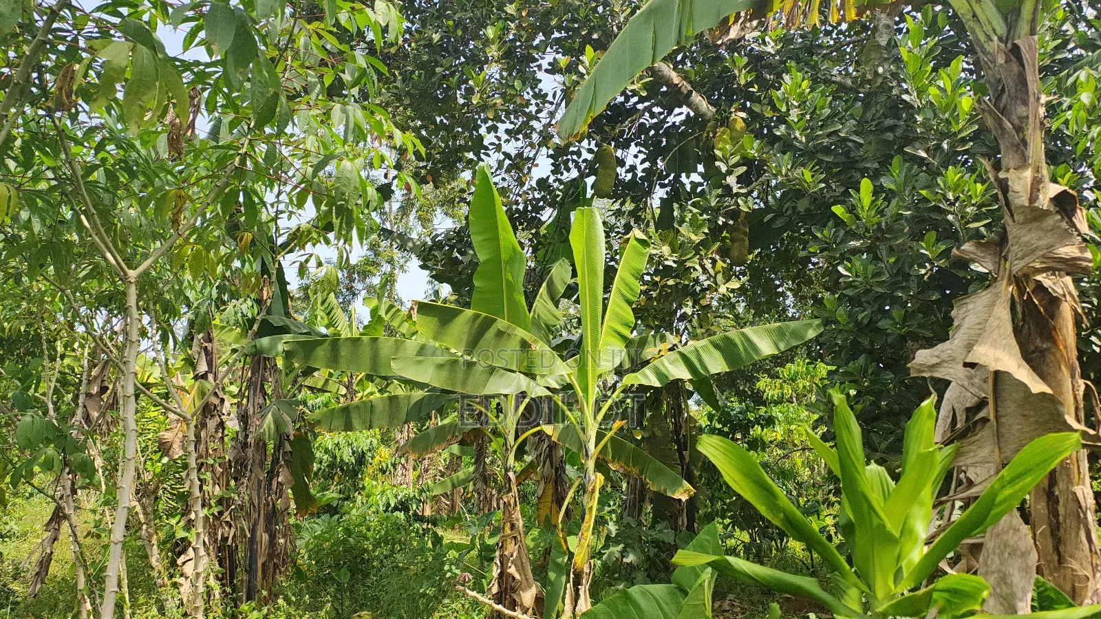 2 Acres for Sale Good for Farming and Fish Farming