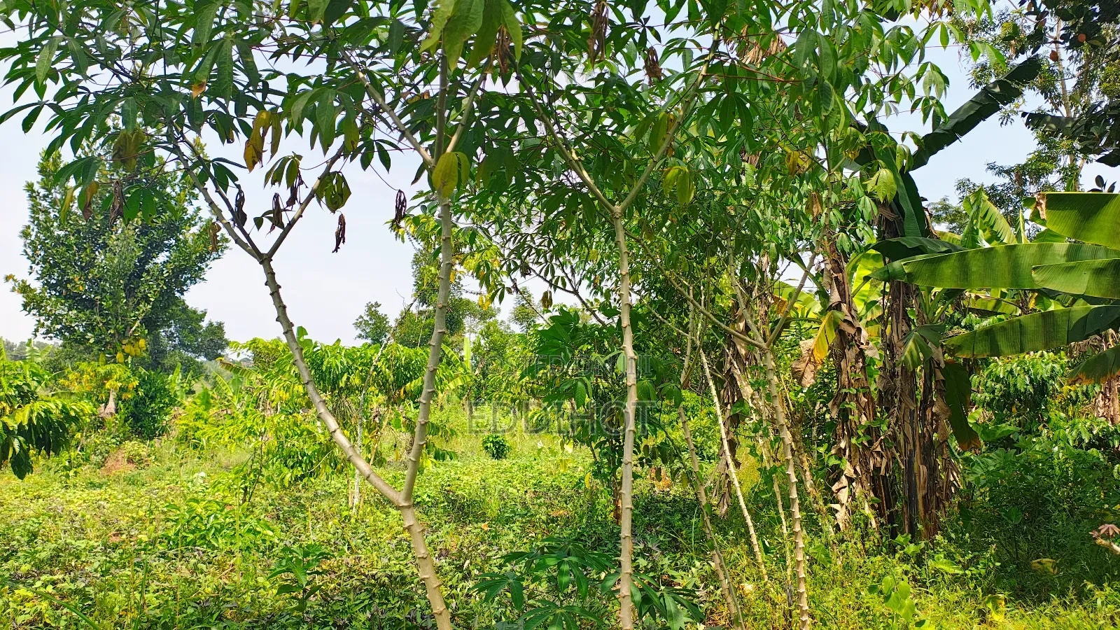 2 Acres for Sale Good for Farming and Fish Farming