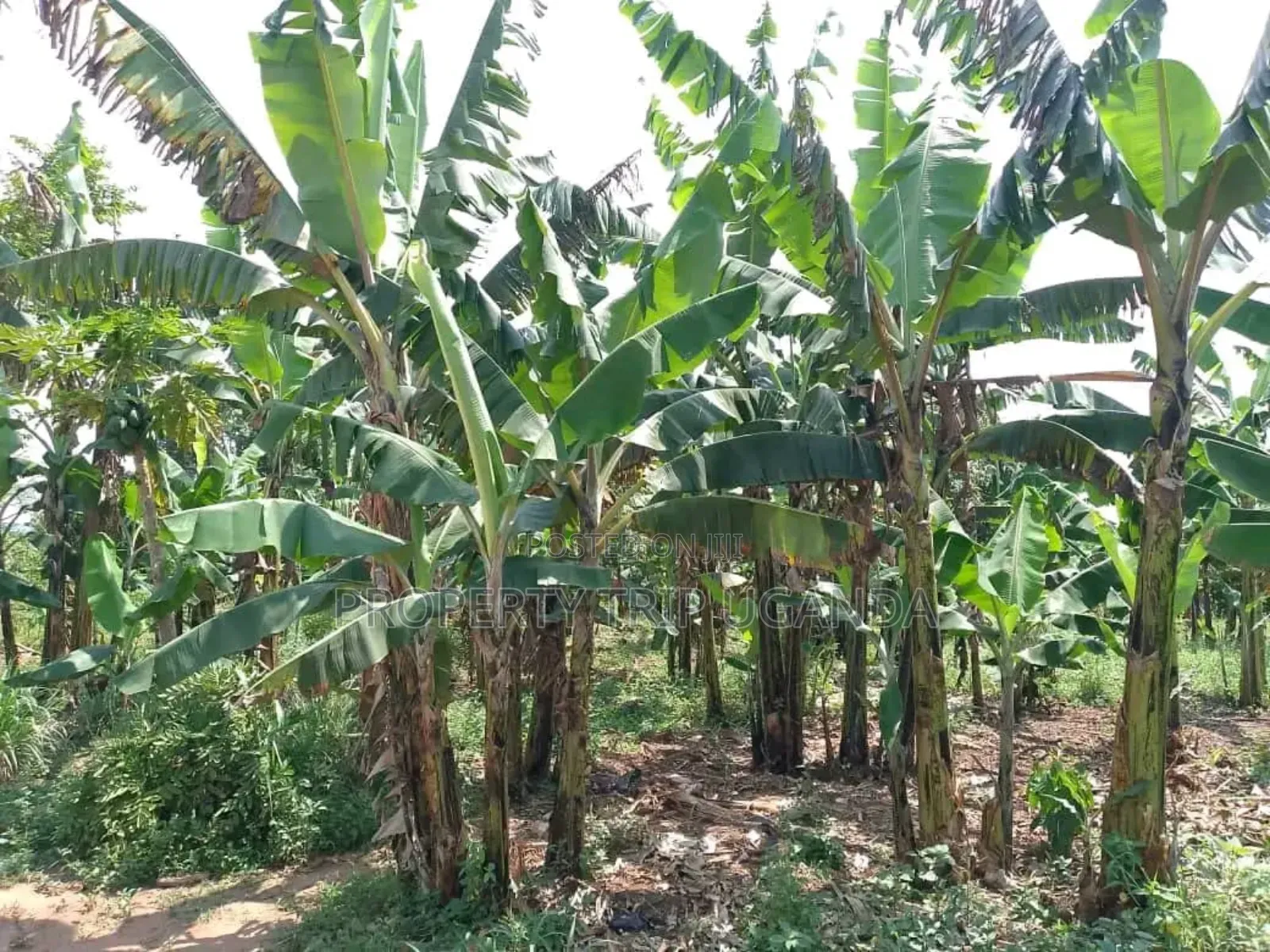 15 Acres of Land at Negulumye (Nansana Municipality)