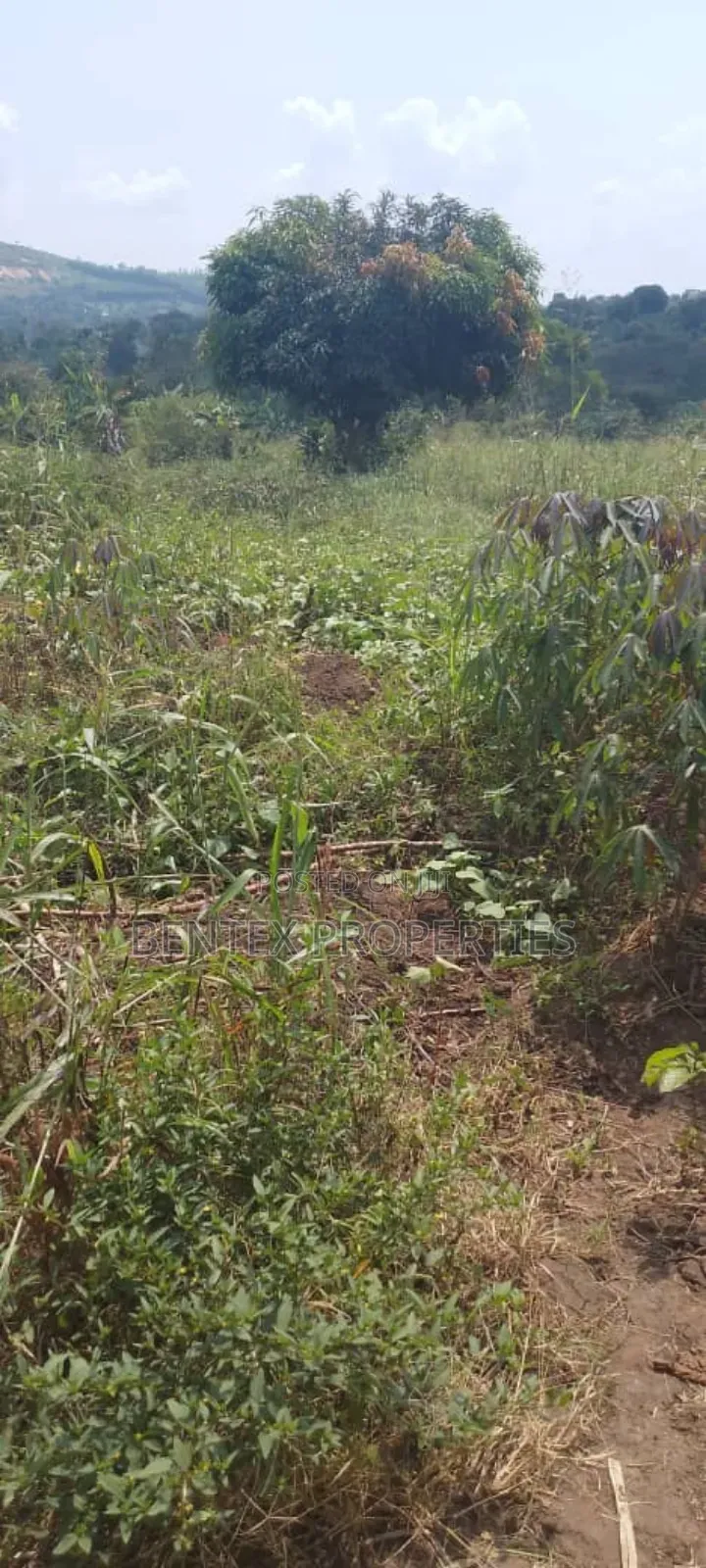 1.5 Square Miles for Sale in Luweero-Kiwoko Each Acre Is at 15m