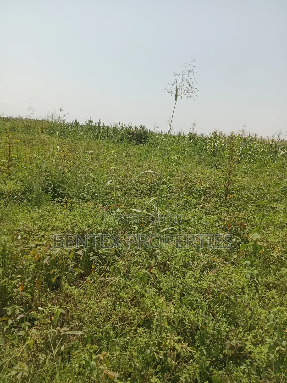 1.5 Square Miles for Sale in Luweero-Kiwoko Each Acre Is at 15m