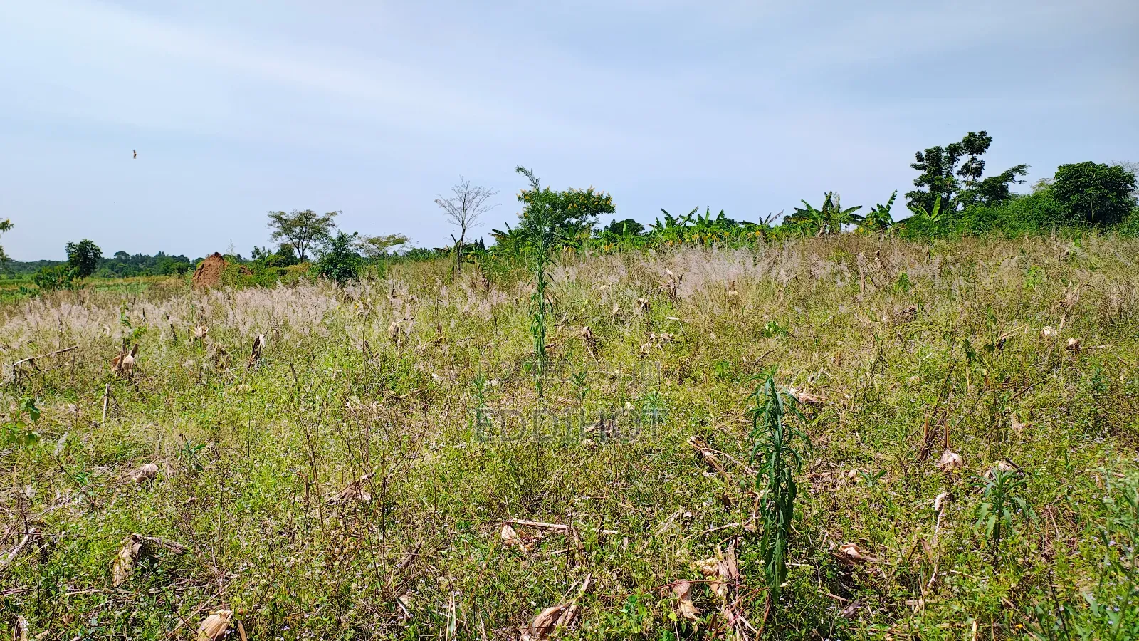 One and Half Acre in Bombo Kalule at 43m Good for Farming.