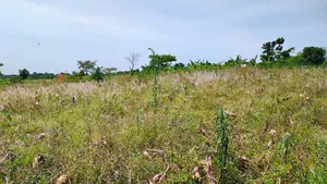 One and Half Acre in Bombo Kalule at 43m Good for Farming.