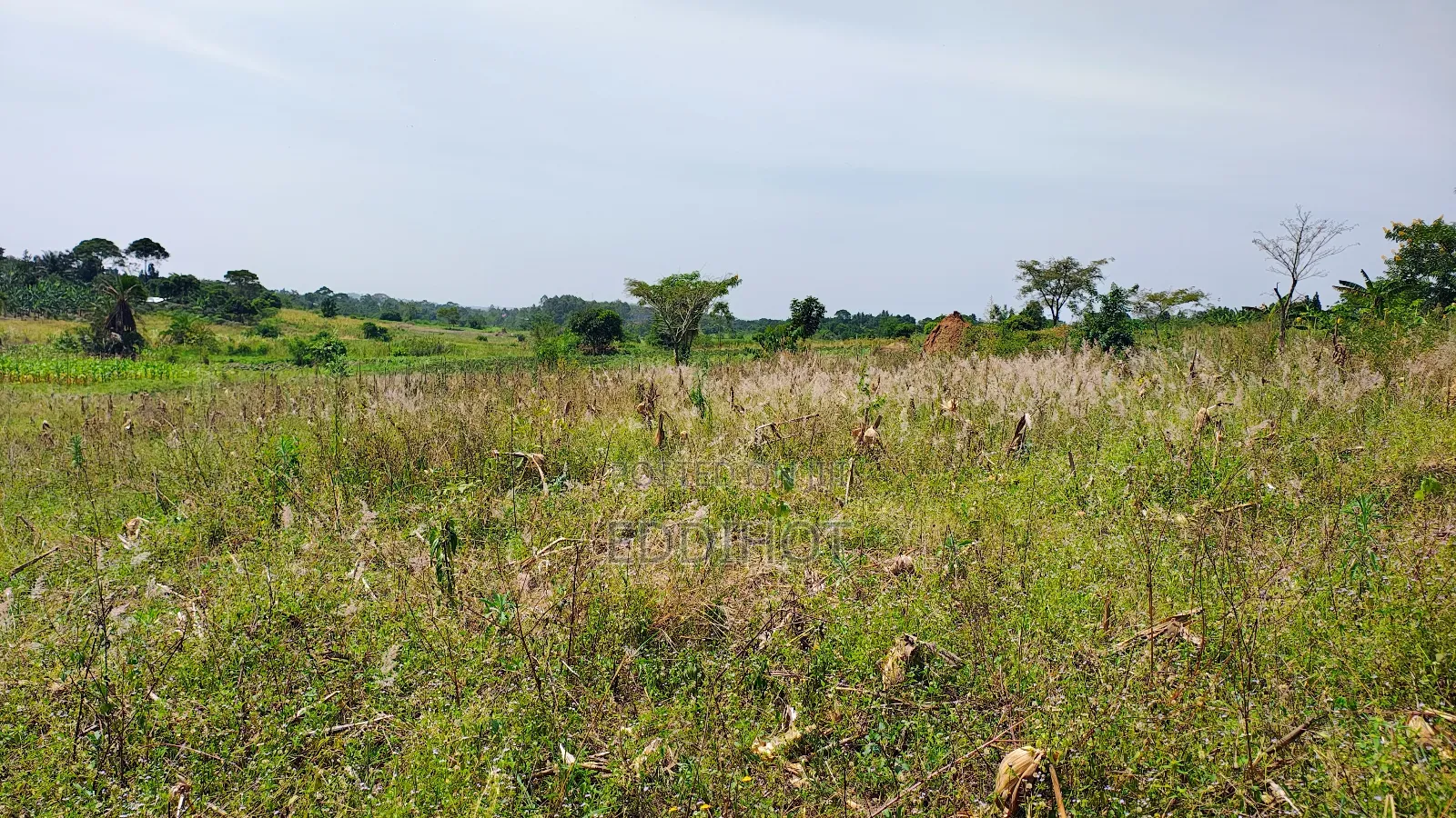 One and Half Acre in Bombo Kalule at 43m Good for Farming.