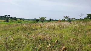 One and Half Acre in Bombo Kalule at 43m Good for Farming.