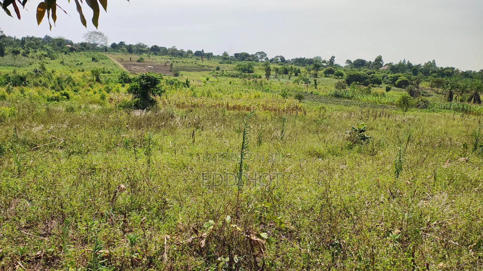 One and Half Acre in Bombo Kalule at 43m Good for Farming.