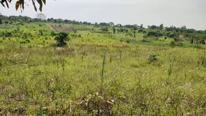 One and Half Acre in Bombo Kalule at 43m Good for Farming.