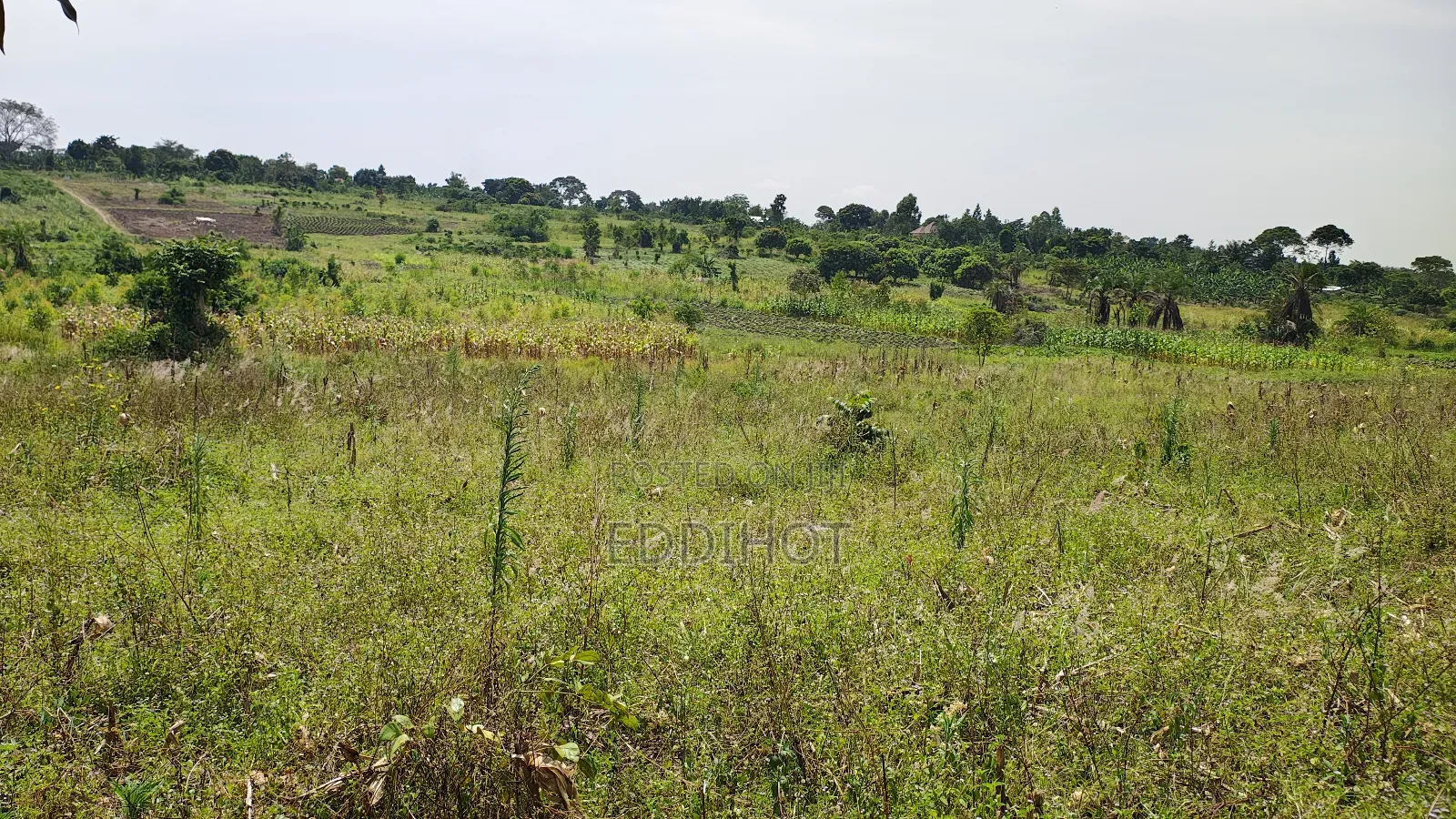 One and Half Acre in Bombo Kalule at 43m Good for Farming.