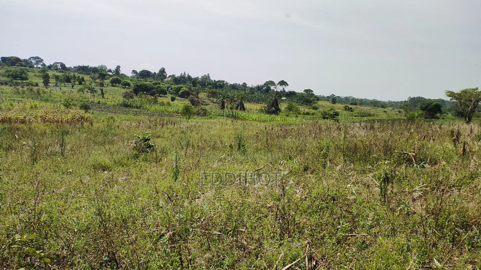 One and Half Acre in Bombo Kalule at 43m Good for Farming.