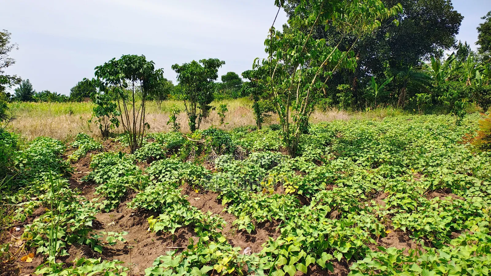 One and Half Acre in Bombo Kalule at 43m Good for Farming.