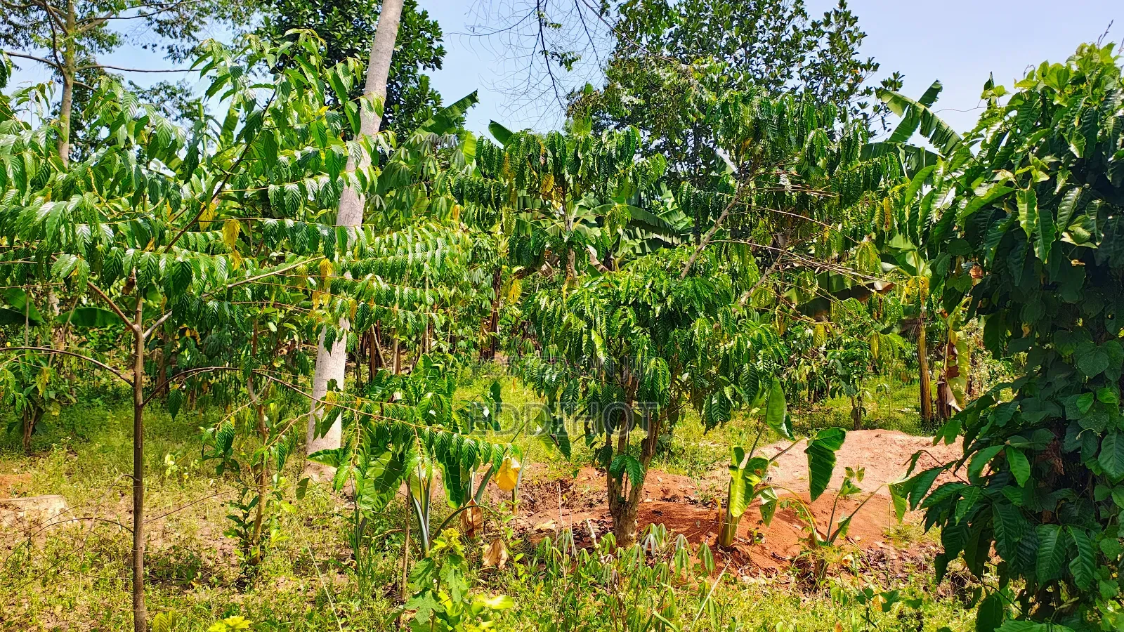 One and Half Acre in Bombo Kalule at 43m Good for Farming.