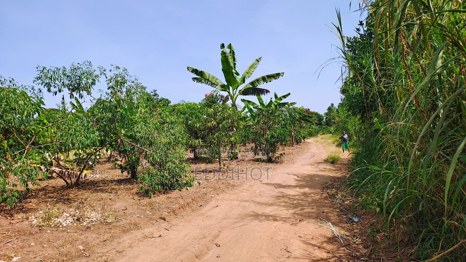 One and Half Acre in Bombo Kalule at 43m Good for Farming.