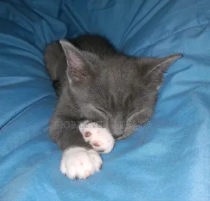 1-3 months Female Purebred Maine Coon