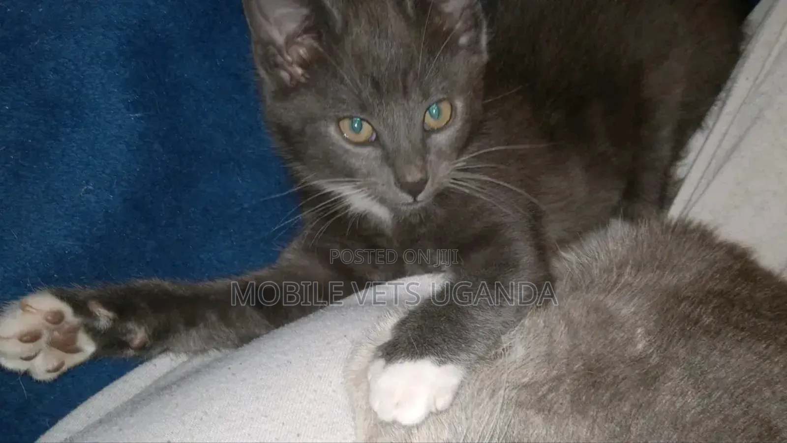 1-3 months Male Purebred American Wirehair