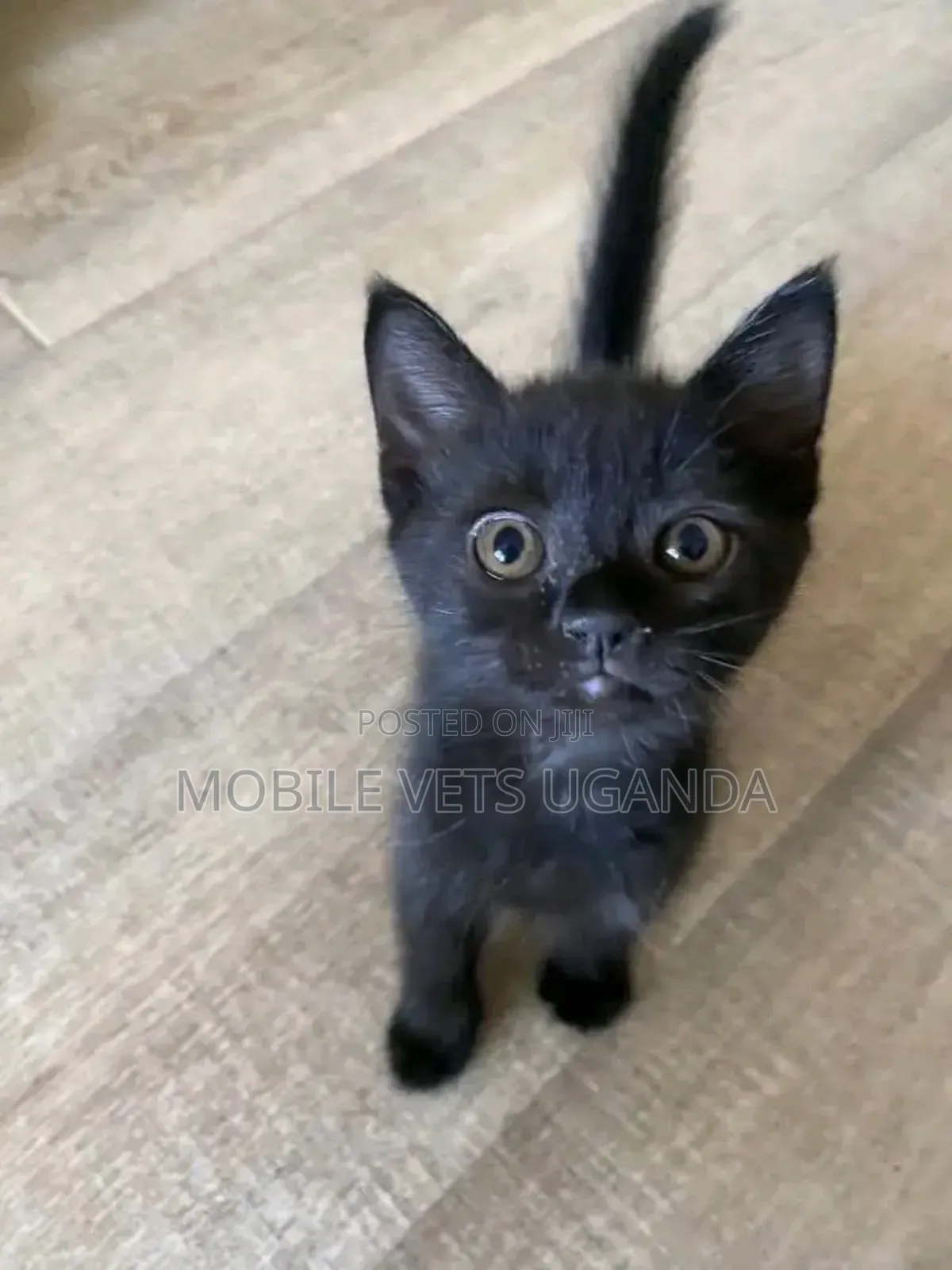 0-1 month Male Purebred American Curl