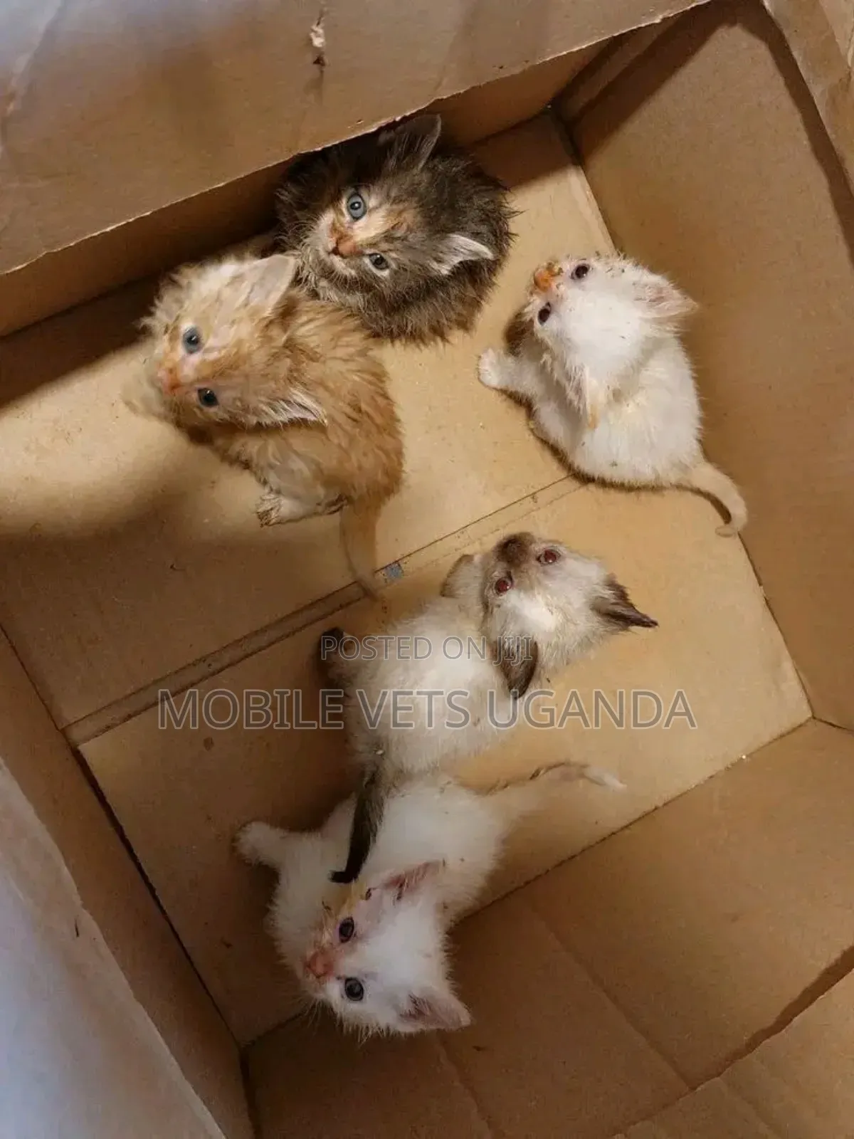 0-1 month Female Purebred Bengal