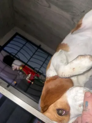 1-3 months Male Purebred Beagle