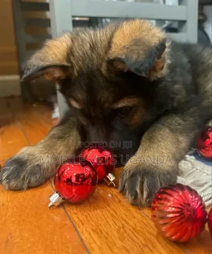 1-3 months Male Purebred German Shepherd