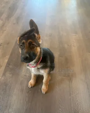 3-6 months Male Purebred German Shepherd