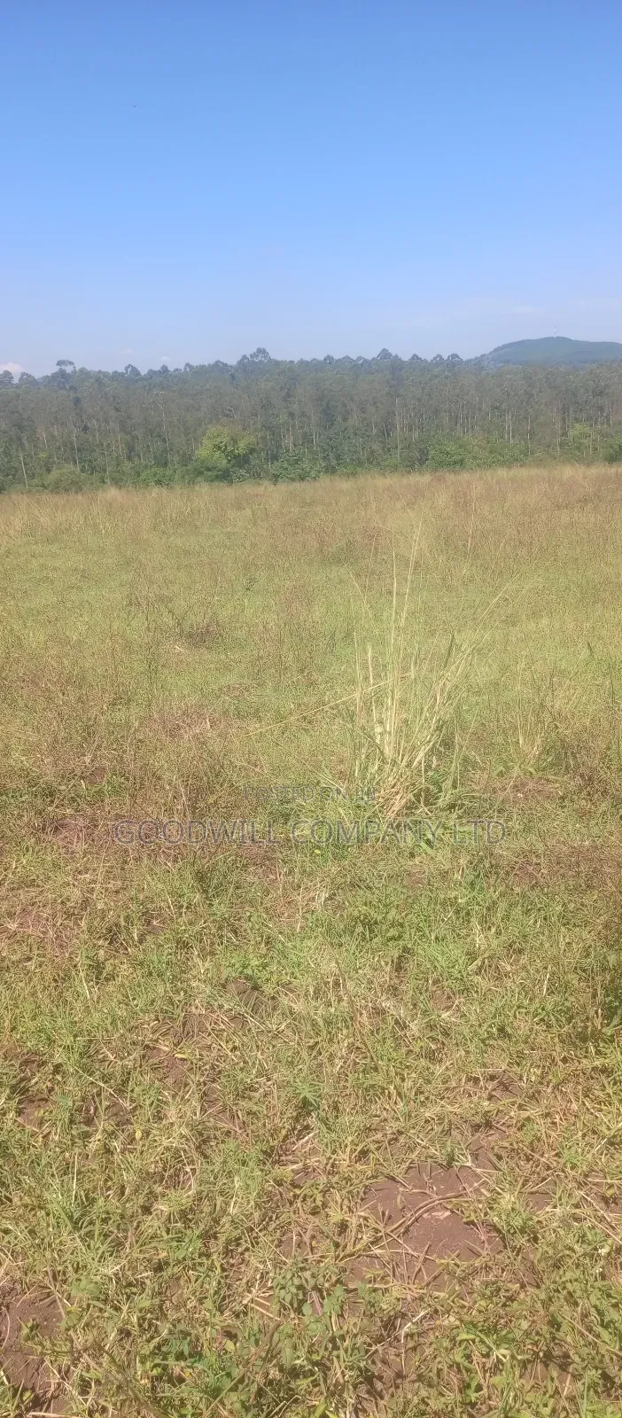 100 Acres of Land in Kiwenda for Sale