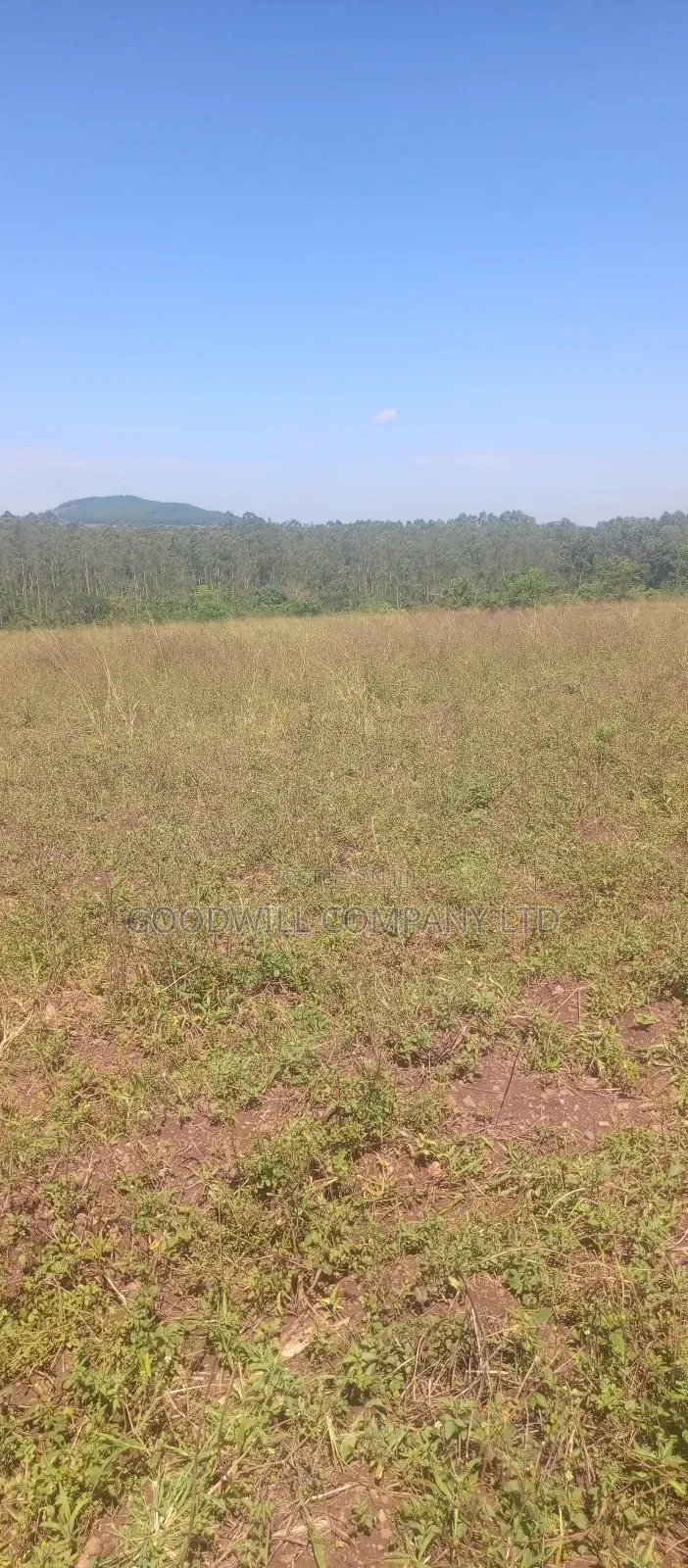 100 Acres of Land in Kiwenda for Sale