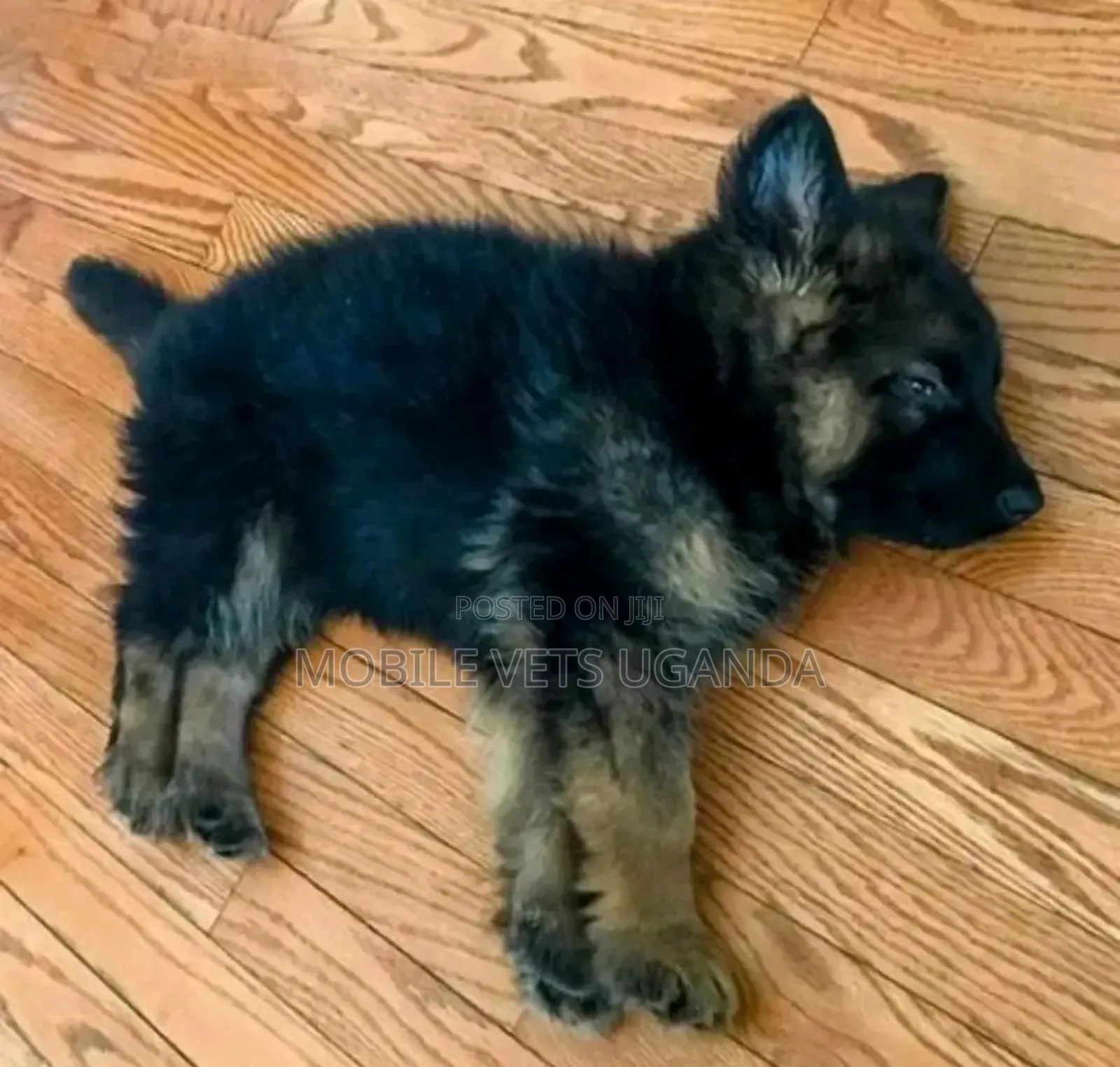 1-3 months Female Purebred German Shepherd