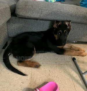 3-6 months Female Purebred German Shepherd