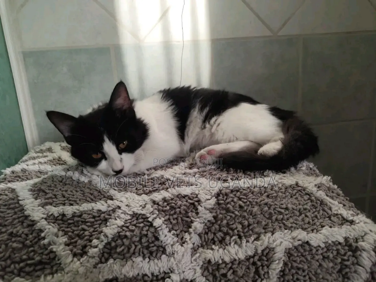 1-3 months Male Purebred American Bobtail