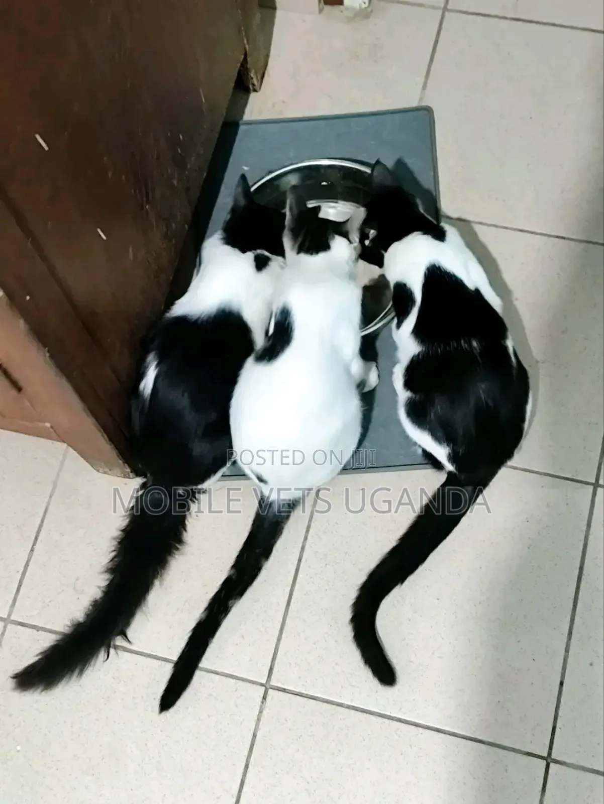 1-3 months Male Purebred Snowshoe