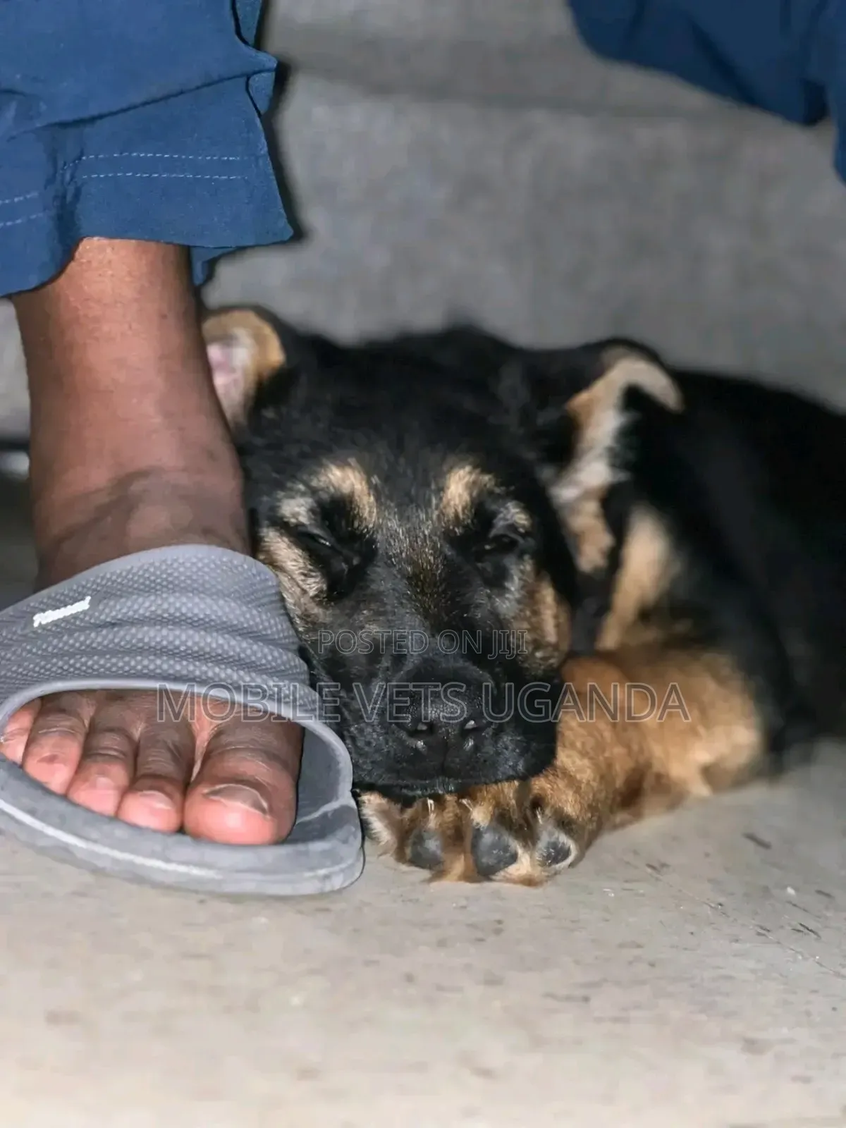 1-3 months Male Purebred German Shepherd