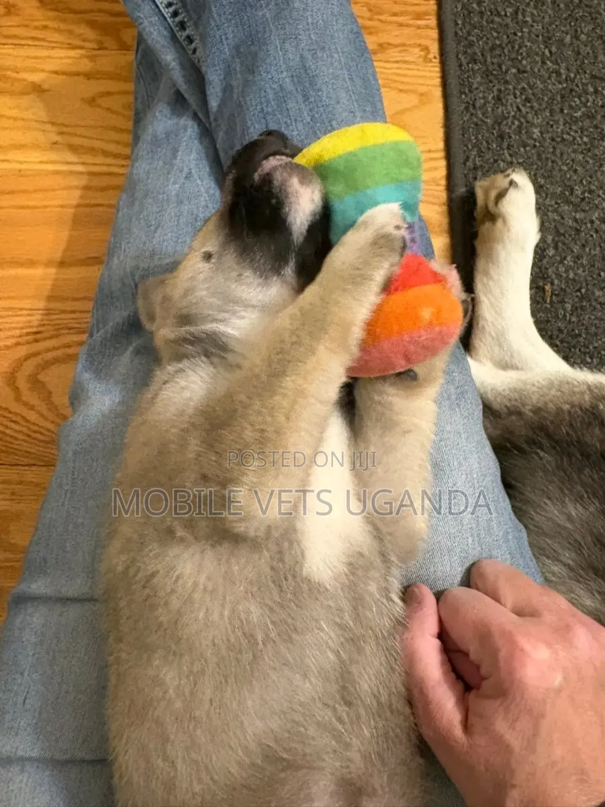 1-3 months Male Purebred German Shepherd