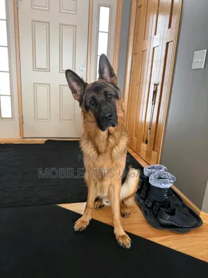 1-3 months Male Purebred German Shepherd