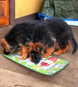 1-3 months Male Purebred German Shepherd