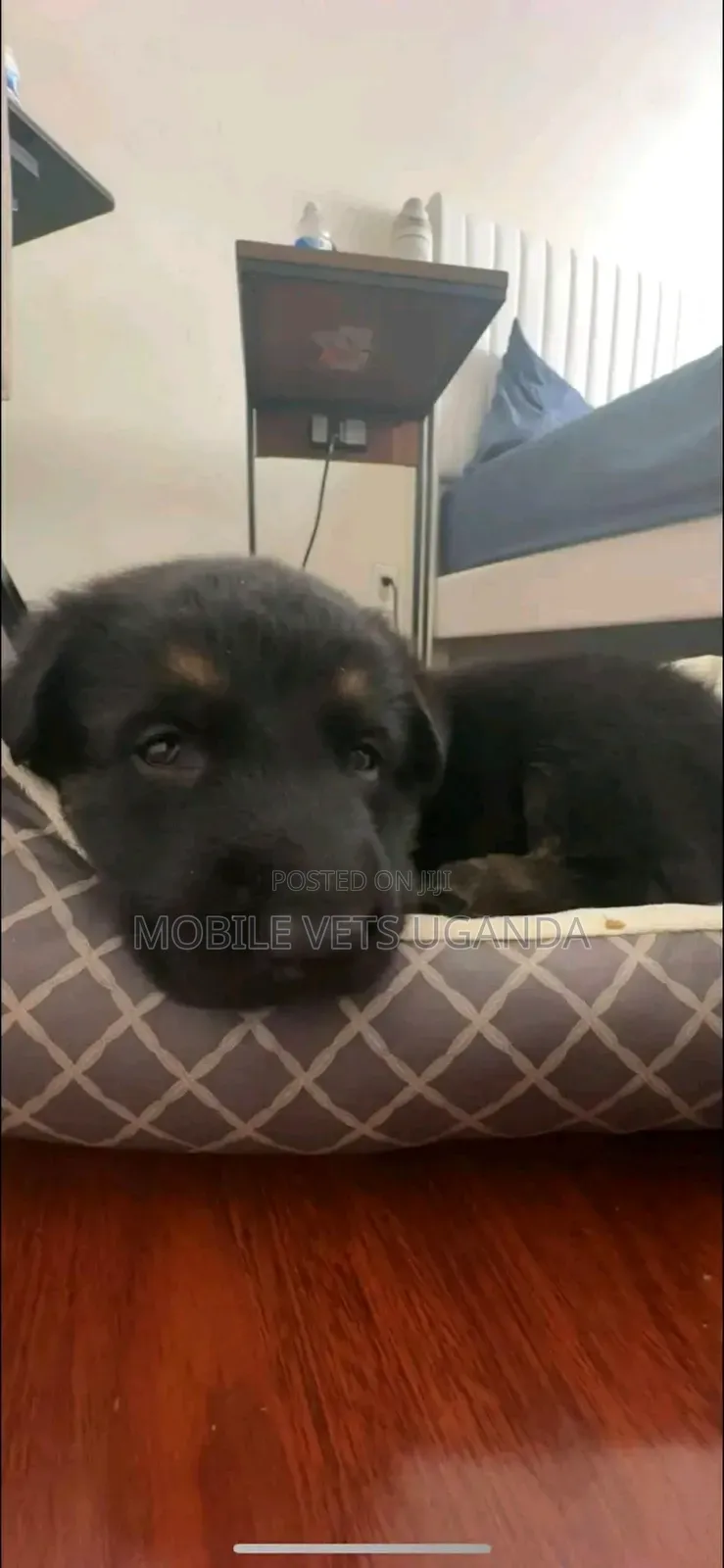 1-3 months Female Purebred German Shepherd