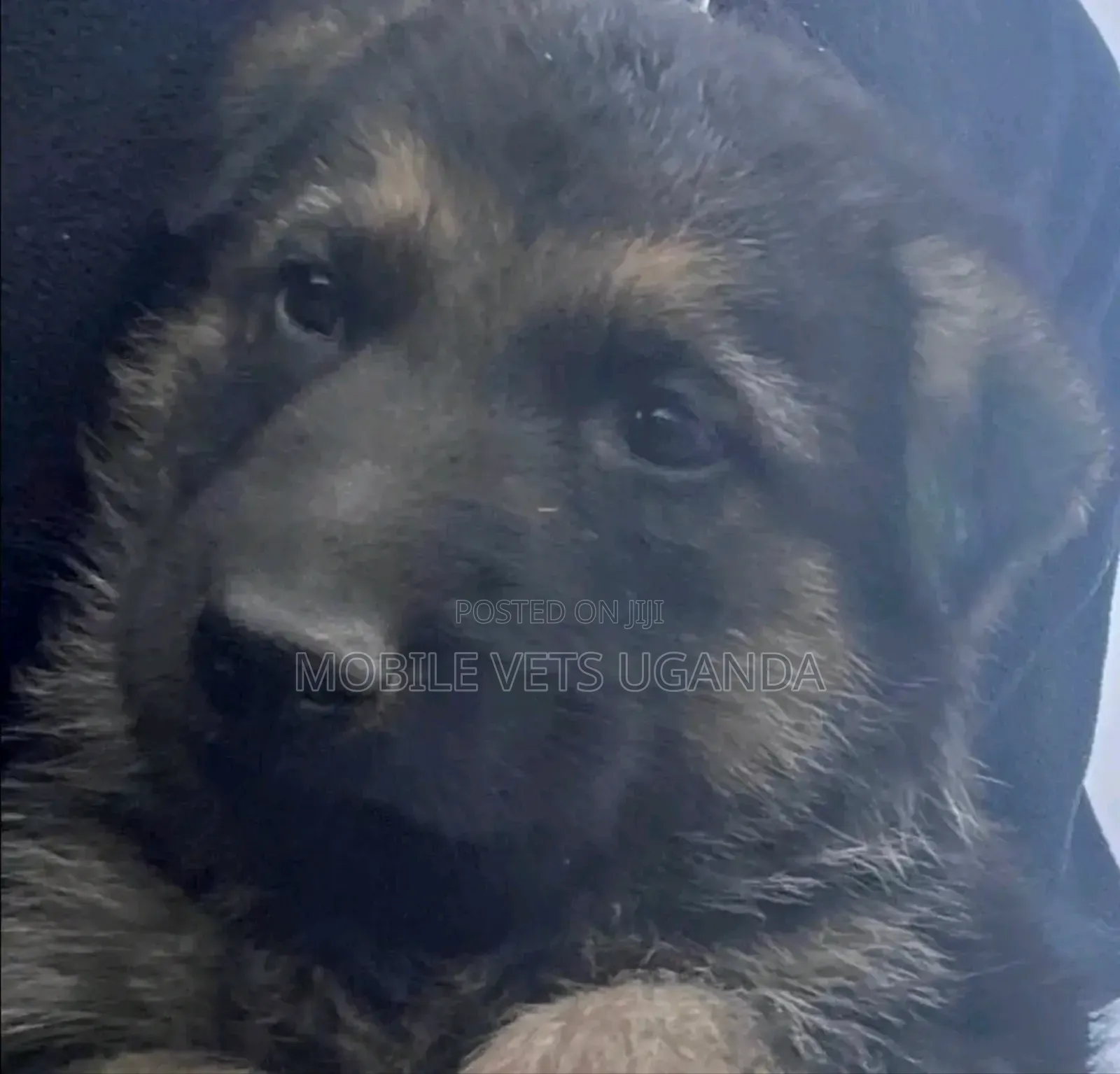 1-3 months Male Purebred German Shepherd