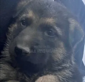 1-3 months Male Purebred German Shepherd