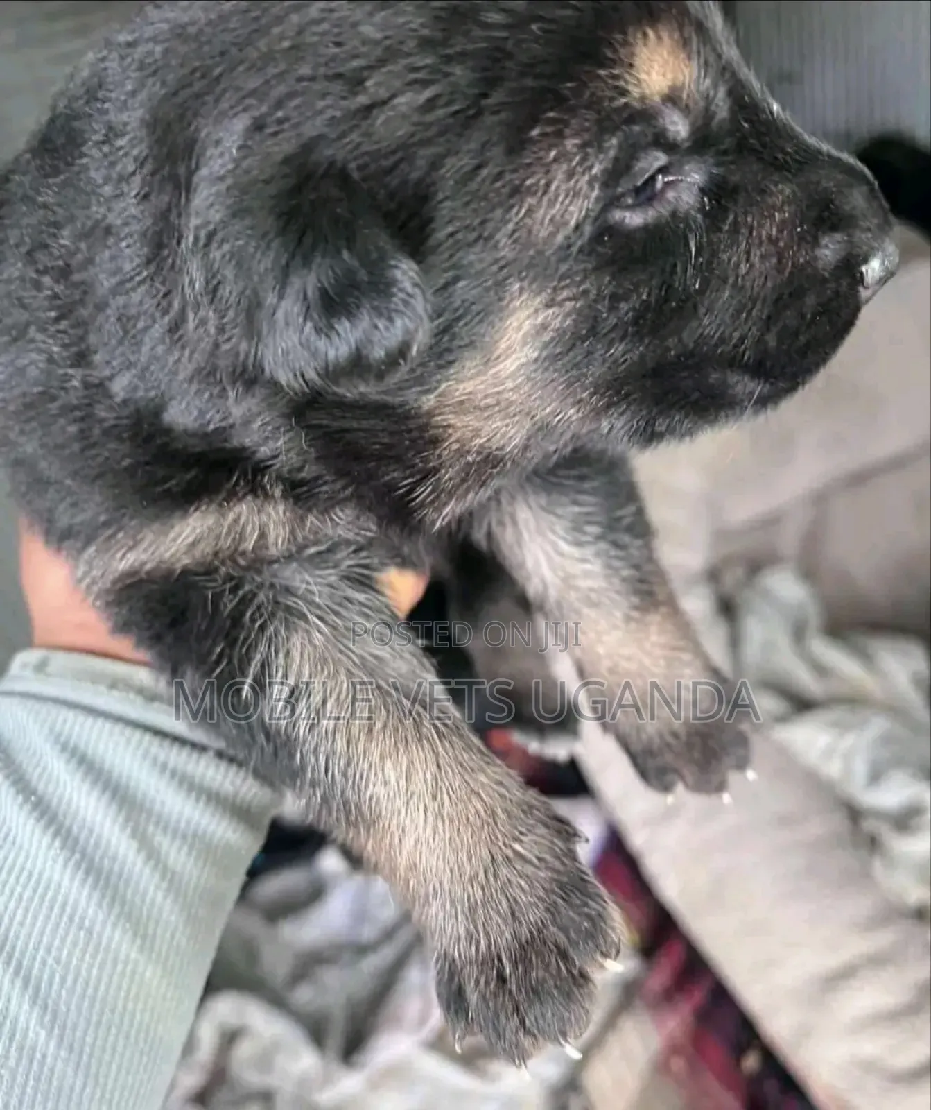 1-3 months Female Purebred German Shepherd