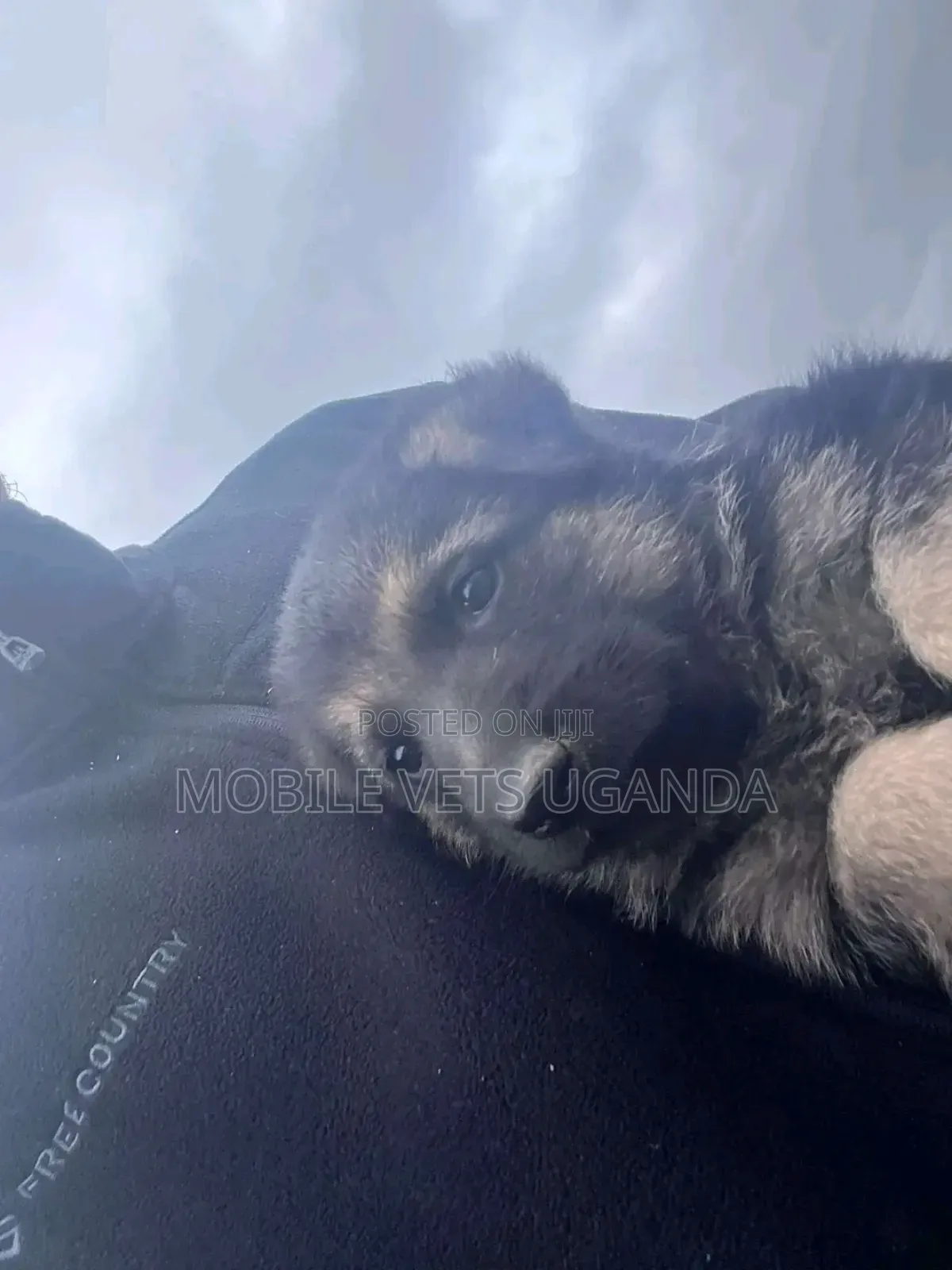 1-3 months Female Purebred German Shepherd