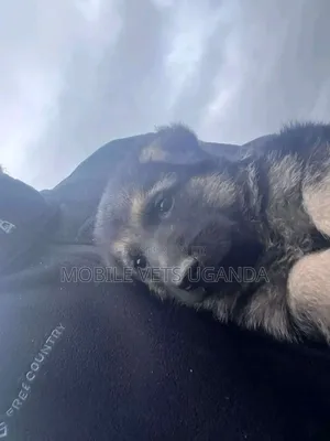 1-3 months Female Purebred German Shepherd
