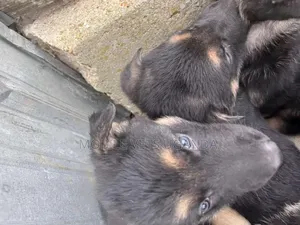 1-3 months Male Purebred German Shepherd