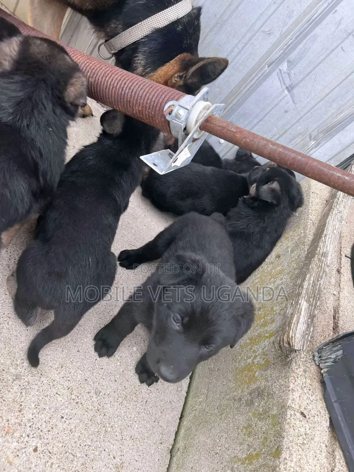 0-1 month Female Purebred German Shepherd